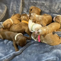 Australian Labradoodle Puppies from Kippy’s Farm Australian Labradoodles