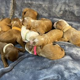 Australian Labradoodle Puppies from Kippy’s Farm Australian Labradoodles