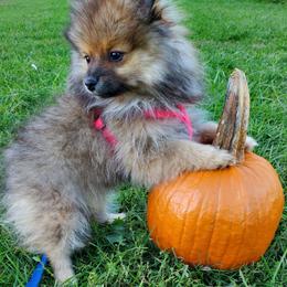 Olive - Blue sable female Pomeranian puppy in Bellevue, Iowa from Fluffy Wonders Poms and Doodles