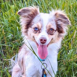Daisy - Toy Australian Shepherd