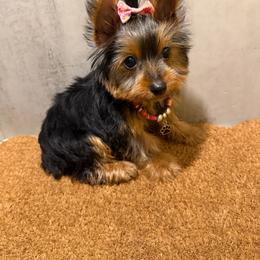 Kammy - Black and gold female Yorkshire Terrier puppy in Maple Heights, Ohio from Yorkiesllc