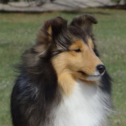 Abby - Shetland Sheepdog