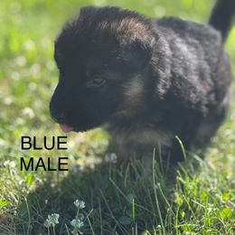 German Shepherd Puppies from Von Reams Kennels