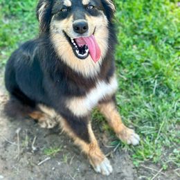 Rosalie - Australian Shepherd