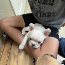 French Bulldog Puppies from Pk Frenchies