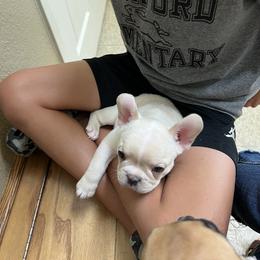 French Bulldog Puppies from Pk Frenchies