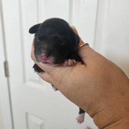 Max - Black and white male Aussiedoodle puppy in Galena, Illinois from Perry's doodles
