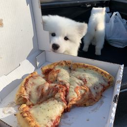 Samoyed Puppies from Bluegrass Samoyeds