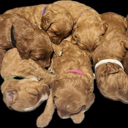 Goldendoodle puppies from Mini Goldendoodles