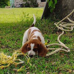 Dolly - Tan and white female Basset Hound puppy in Newton Grove, North Carolina from MGA Basset Hound