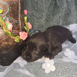 Nina - Liver female Miniature Schnauzer puppy in Hickory, North Carolina from Selene's Schnauzers