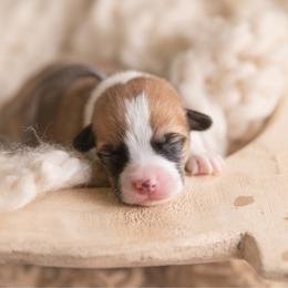 Grey Collar Male- Yoshi - Red male Pembroke Welsh Corgi puppy in Waverly Hall, Georgia from 6g Ranch Corgis