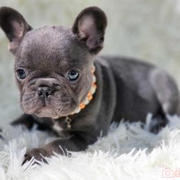 French Bulldog and Pekingese Puppies from SFLK