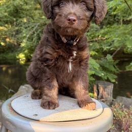Aussiedoodle, Bordoodle, Goldendoodle, and Poodle Puppies from Korbella Farm