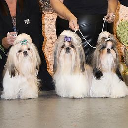 Shih Tzus from Shih-Tzu By McCann
