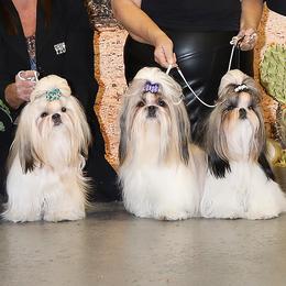 Shih Tzus from Shih-Tzu By McCann