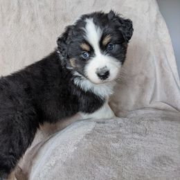 Australian Shepherd Puppies from Wray Aussies
