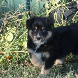 Justice - Black tri male Miniature Australian Shepherd puppy in Ada, Oklahoma from Caprock Mini & Toy Aussies