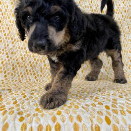 Poodle Puppies from Lenca Kennels