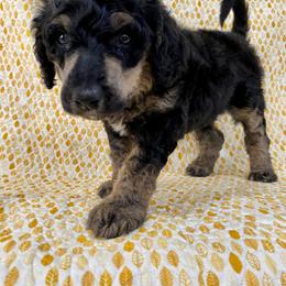 Poodle Puppies from Lenca Kennels