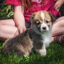 Maxine - Sable female Pembroke Welsh Corgi puppy in Coleman, Michigan from Salt Creek Farm Dogs
