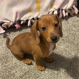 Tinker - Dapple female Dachshund puppy in Madison, Wisconsin from SK Miniature   Dachshunds