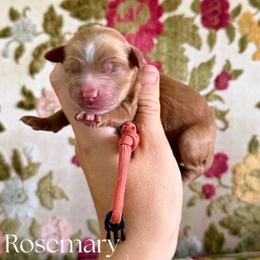 Rosemary - Red  female Goldendoodle puppy in Aubrey, Texas from The Parrish Doods