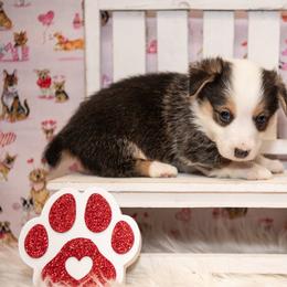 Red - Black and tan male Pembroke Welsh Corgi puppy in Dobson, North Carolina from Clover S Farm