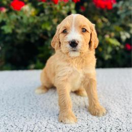 Sunflower (Sunny) - Red male Labradoodle puppy in Elizabeth City, North Carolina from Howdy Doodles