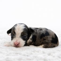 Louie - Blue merle male Aussiedoodle puppy in Louisville, Mississippi from Kristy’s Kennels