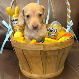 AKC 'Billy the Kid' - Cream male Dachshund puppy in Joshua Tree, California from Desert Dreams Ranch