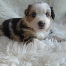 Noirie - Blue Merle - Blue merle female Australian Shepherd puppy in Anthony, Florida from Out of the Blue Aussies