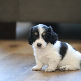 Dachshund Puppies from Gem State Mini Dachshunds