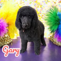 Gary - Black Poodle puppy in Port Orange, Florida from Daytona’s Standard Poodles