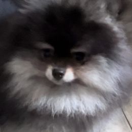 Teagan - Orange sable female Pomeranian puppy in Burton, Michigan from Ranger's Pomeranians