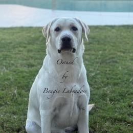 Bijou Cay - Labrador Retriever