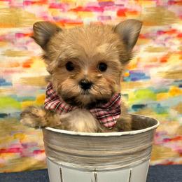 Alfie SMALL - Gold male Morkie puppy in Monticello, Iowa from Ashley’s Puppies