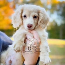 Tom - Cream male Dachshund puppy in Bremen, Georgia from Doodles & Doxies