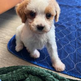 Chip- petite - Parti male Goldendoodle puppy in Ottawa, Ohio from Simply Beautiful Goldendoodles