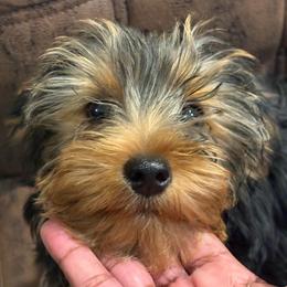 Dex - Chocolate, tan and white male Yorkshire Terrier puppy in Jacksonville, Florida from Lake Shore Yorkies