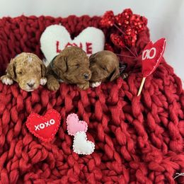 Goldendoodle Puppies from Maryland Designer Doodles