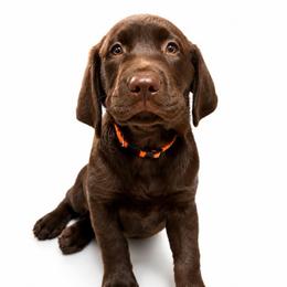 ROWAN - Chocolate male Labrador Retriever puppy in Chicago, Illinois from Urbane Retrievers