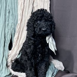 Bruno - Goldendoodle puppy from Tar Heel Doods