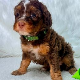 Pumpkin - Tri-color female Australian Labradoodle puppy in Helena, Montana from Labradoodles of Montana