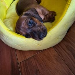 Elvis - Cream male Dachshund puppy in Wildomar, California from Mindy's Dachshunds