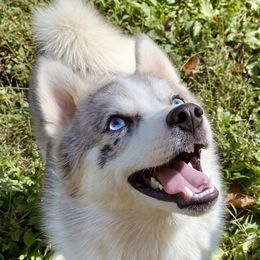 Asher - Pomsky