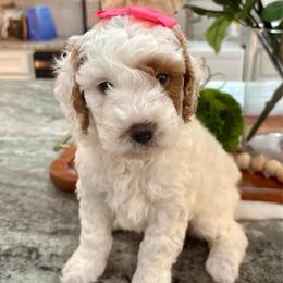 Anna - Parti female Goldendoodle puppy in Idabel, Oklahoma from Kay Kay’s Poodles & Doodles