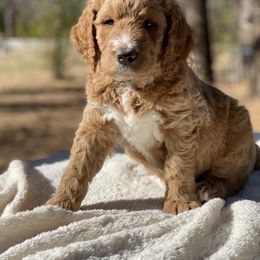 Goldendoodle Puppies from Willow Tree Goldendoodles