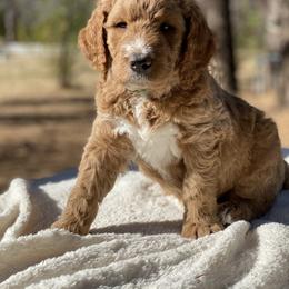 Goldendoodle Puppies from Willow Tree Goldendoodles