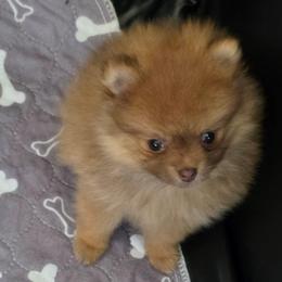 Starla Moon - Chocolate sable female Pomeranian puppy in El Centro, California from BabyBooPoms